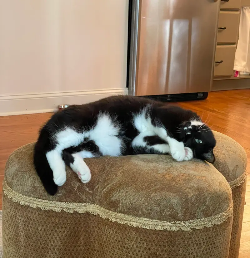 Olive, photo 4