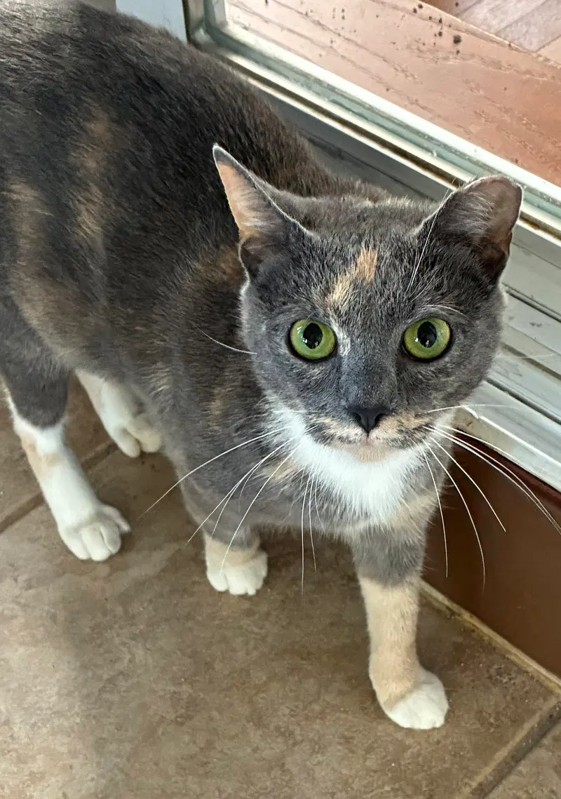 Juliet, a young female cat up for adoption