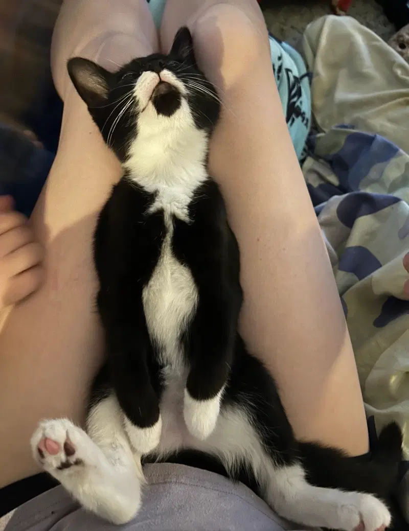 Sable, a female kitten up for adoption