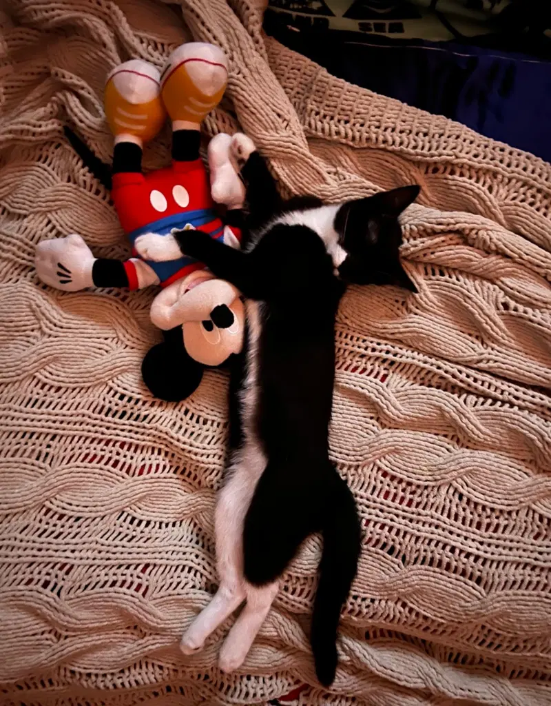 Sable, photo 2
