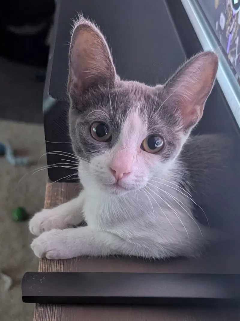 Lowen, a female kitten up for adoption