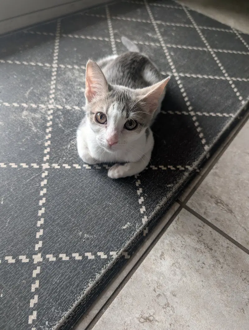 Verity, a female kitten up for adoption