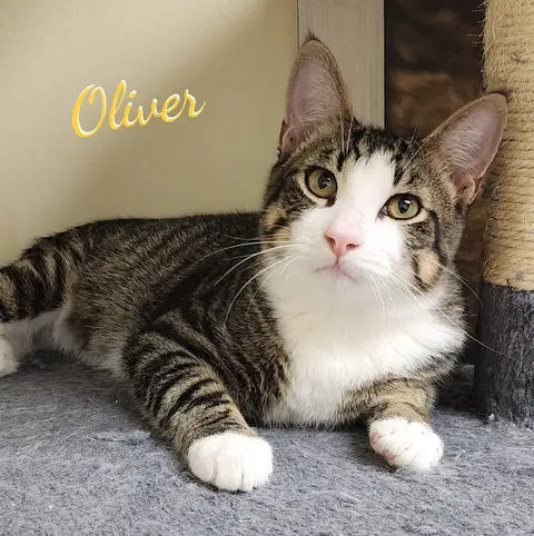 Watch the video of Oliver