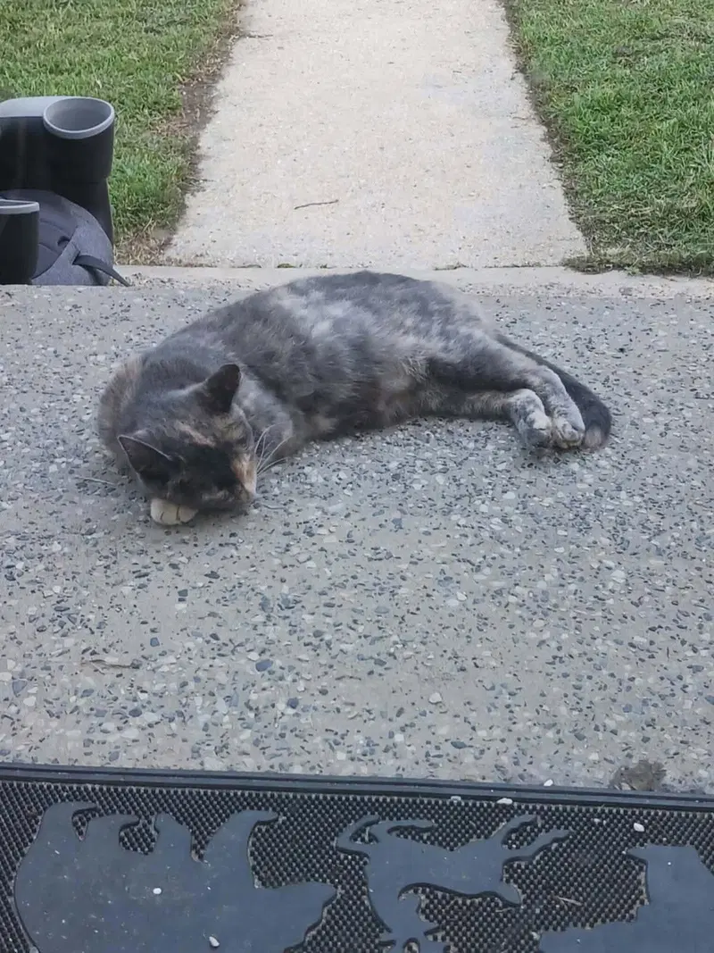 Penny, an adult female cat up for adoption