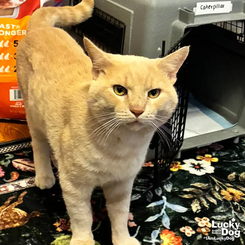 Caterpillar, an adult male cat up for adoption