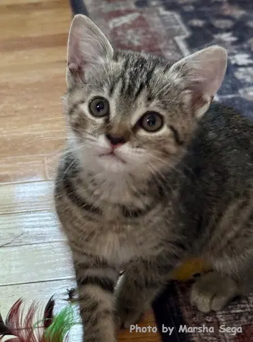 Amelia Bedelia, a female kitten up for adoption