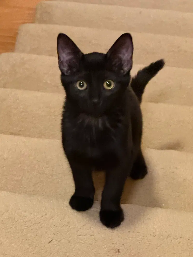 Nelly, a female kitten up for adoption