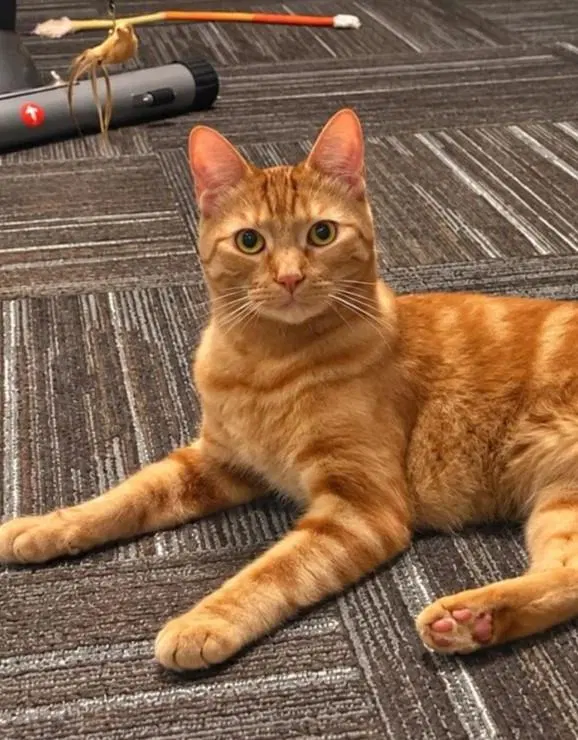 Bonzai Beach, a young male cat up for adoption