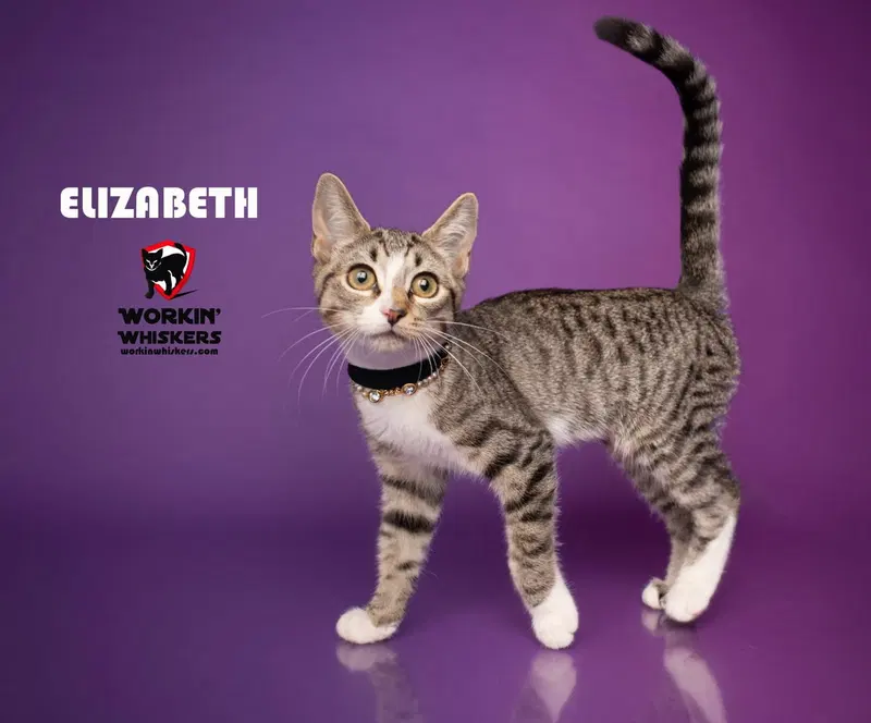 Elizabeth, a female Egyptian Mau kitten up for adoption