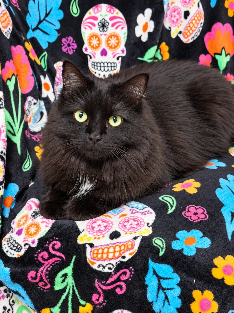 Trixie Sailor, an adult female cat up for adoption