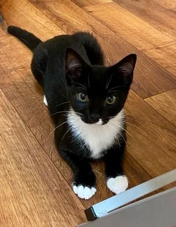 Marie, a female kitten up for adoption