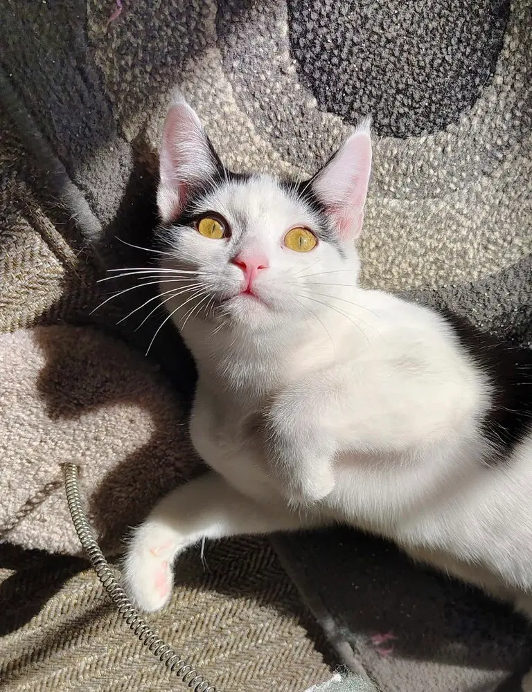 Tosen, a male kitten up for adoption