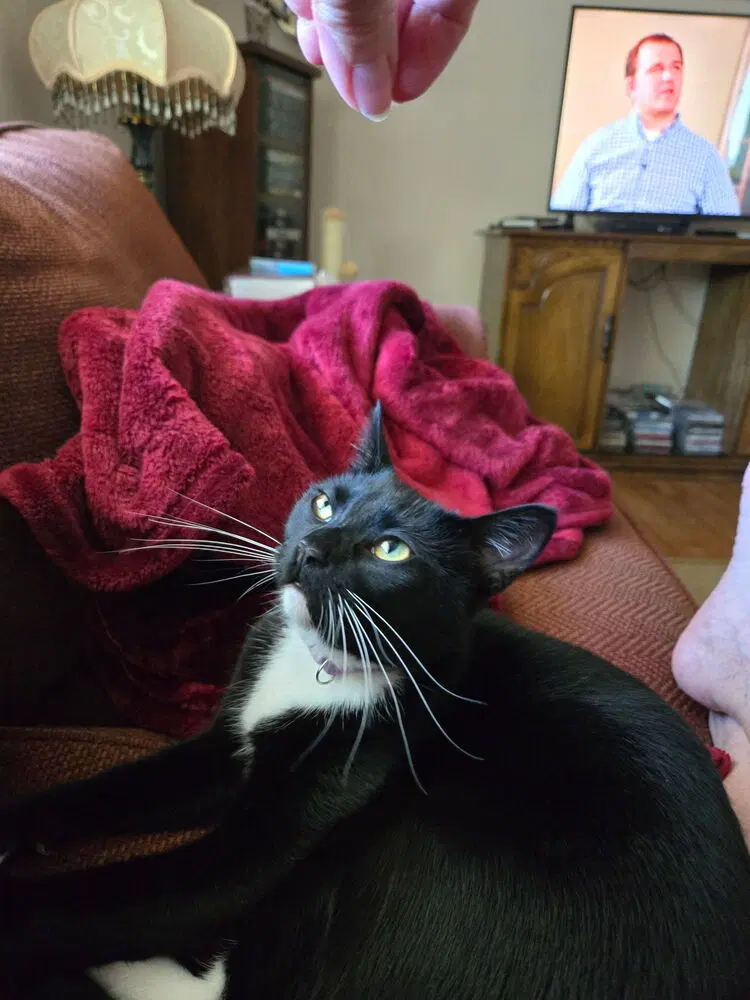 Lilli, a young female cat up for adoption