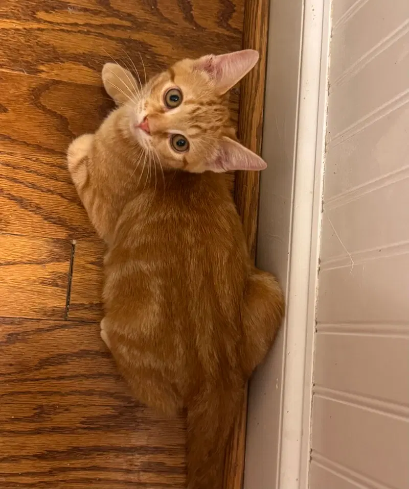 Tucker Finn, a male kitten up for adoption