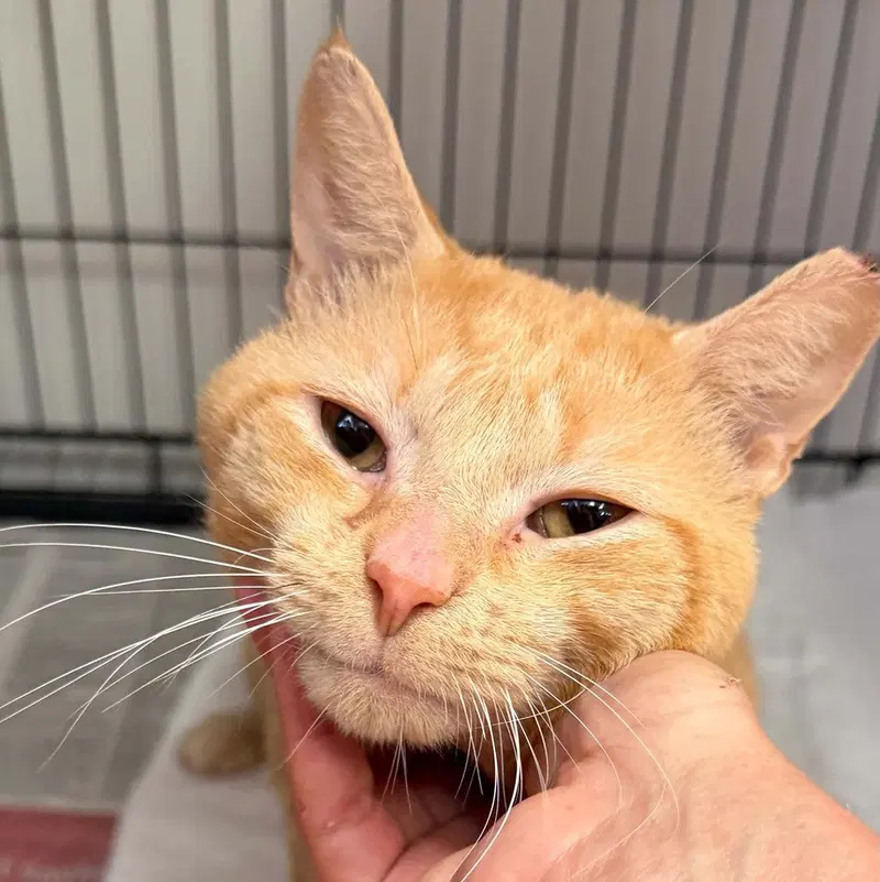 Frankie, an adult male cat up for adoption