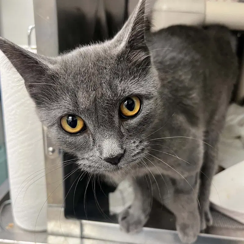 Phobos, a male kitten up for adoption