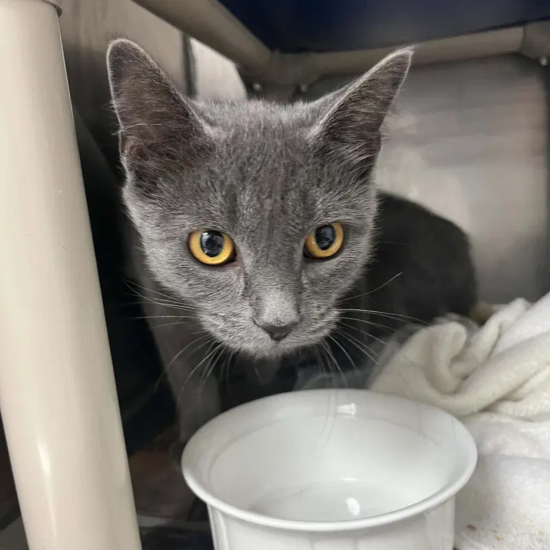 Deimos, a male kitten up for adoption