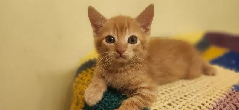 Hoka, a male kitten up for adoption