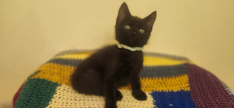 Nike, a male kitten up for adoption