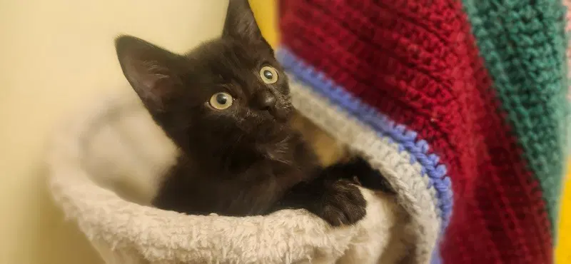 Birkenstock, a male kitten up for adoption
