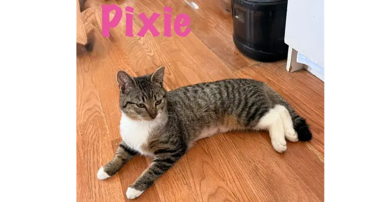 Pixie, a female kitten up for adoption
