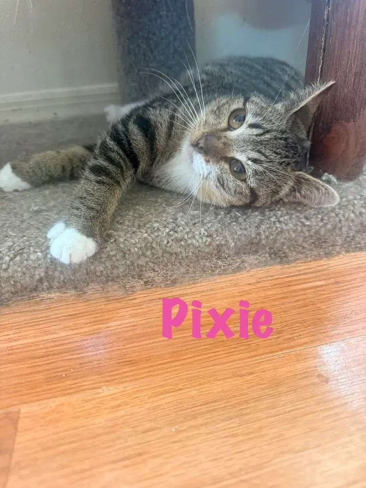Pixie, photo 2