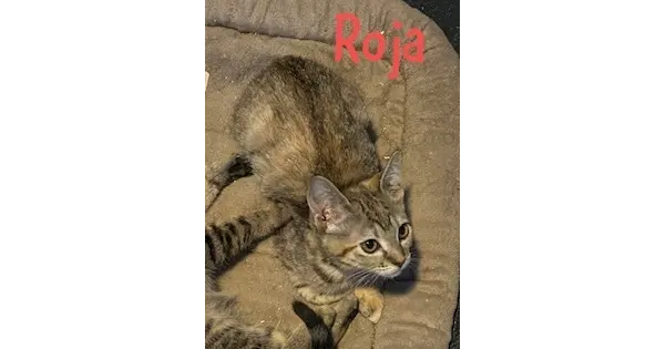 Roja, a female kitten up for adoption
