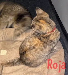 Roja, photo 2