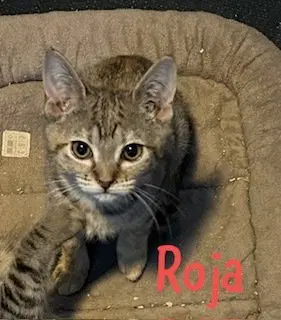 Roja, photo 3