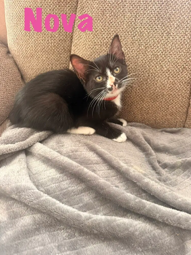 Nova, a female kitten up for adoption