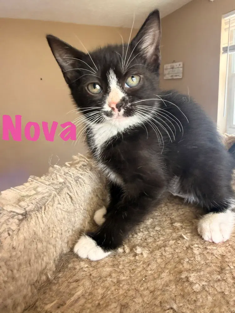 Nova, photo 2