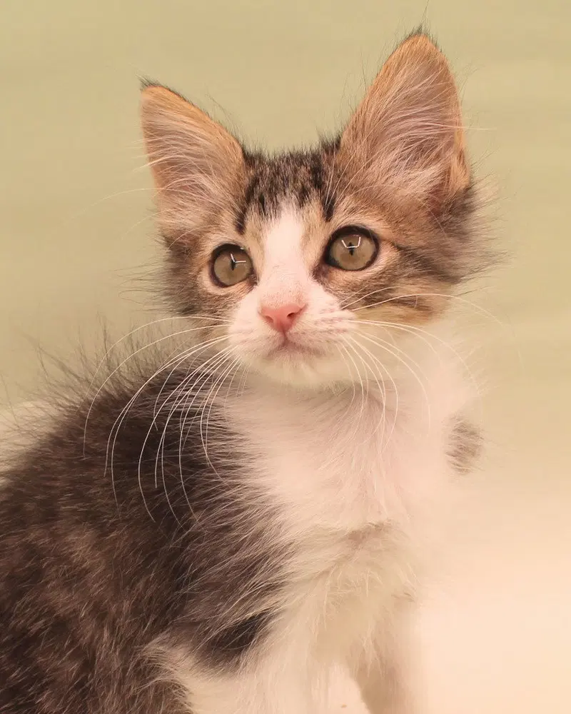 Bagel, a male Maine Coon kitten up for adoption