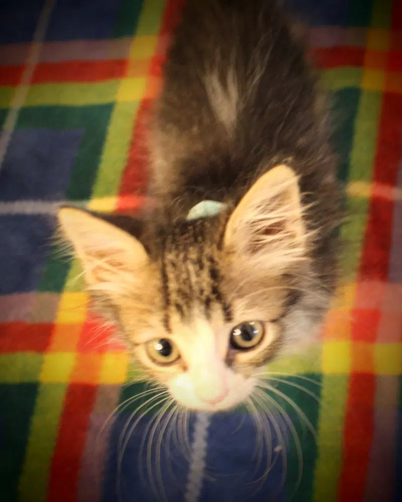 Bagel, photo 4