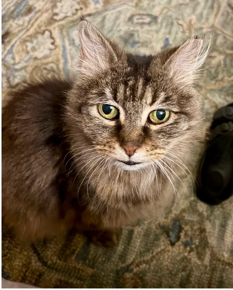 Maggie, a young female cat up for adoption