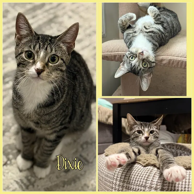 Pixie and Dixie, photo 3