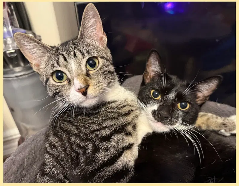 Pixie and Dixie, female kittens up for adoption