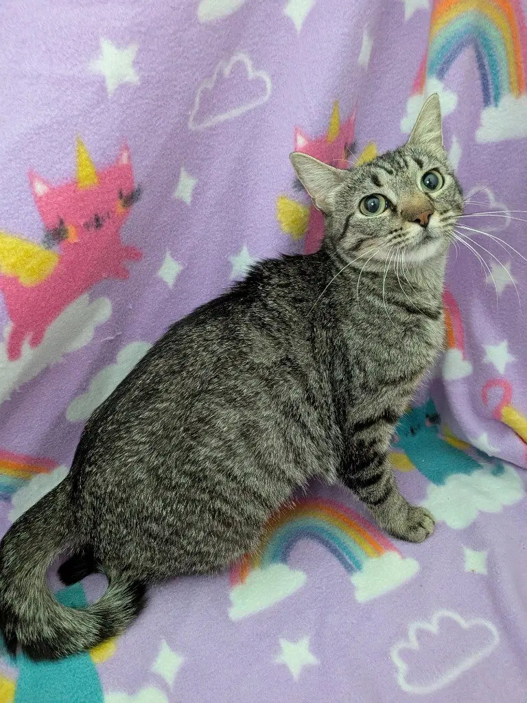 Rosie, an adult female Tabby cat up for adoption
