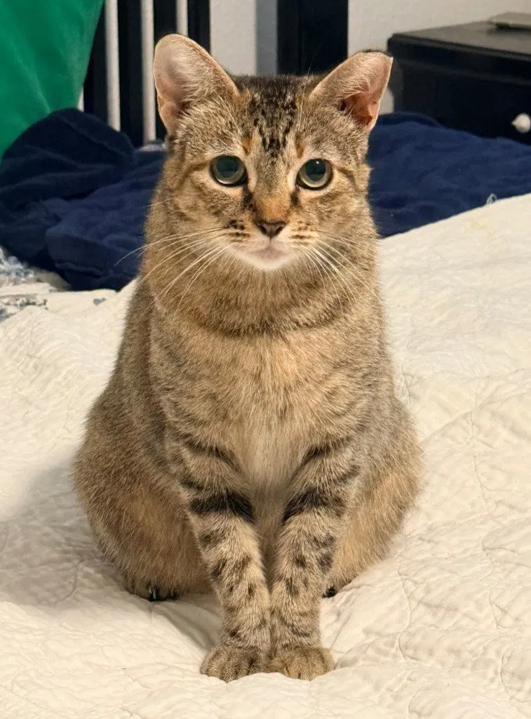 Mocha, an adult female Tabby cat up for adoption