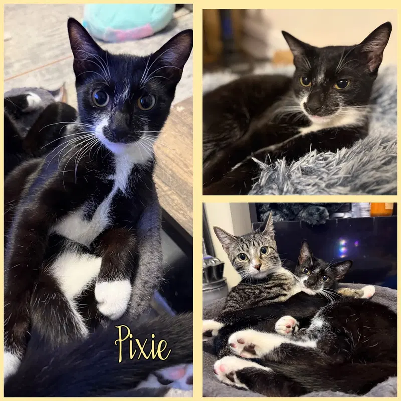 Pixie and Dixie, photo 2