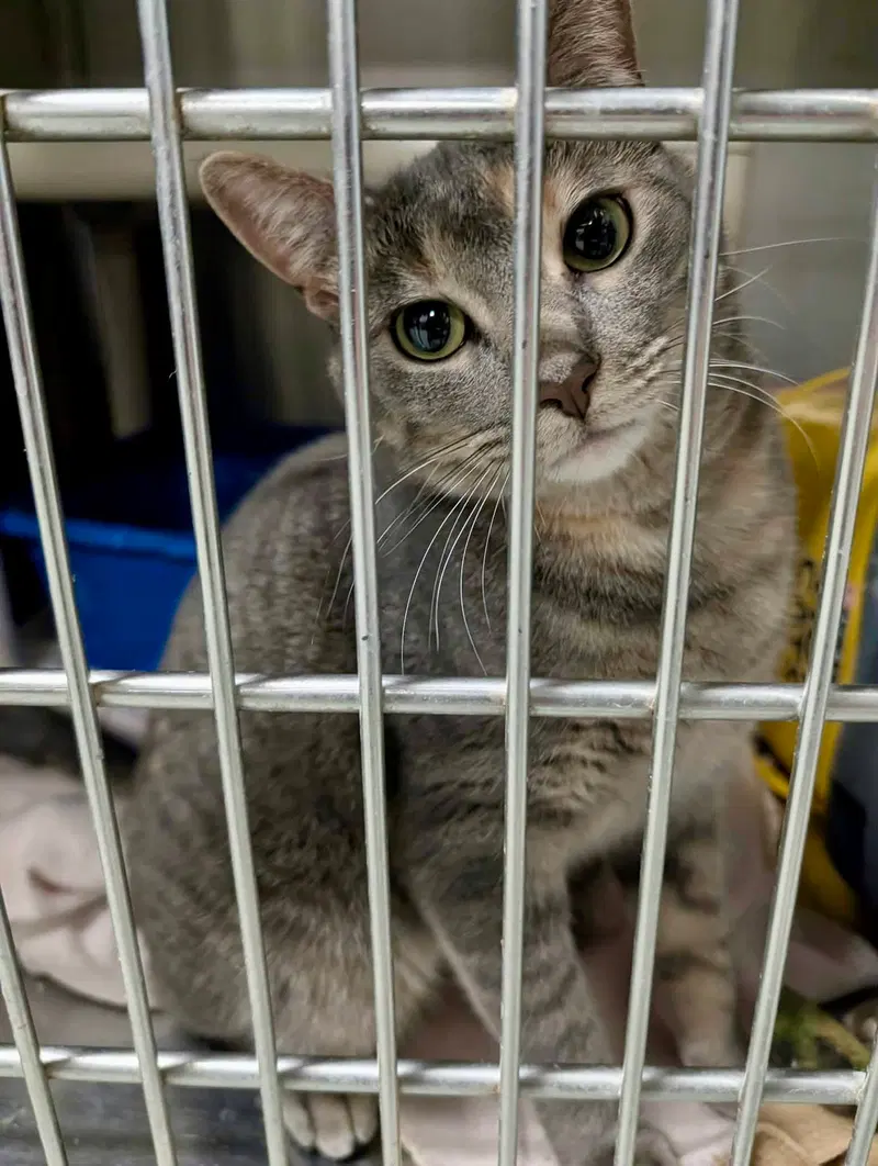 Molly, a young female cat up for adoption