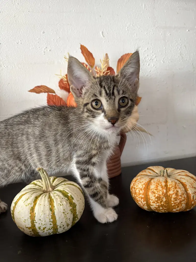 Snickers, a male kitten up for adoption