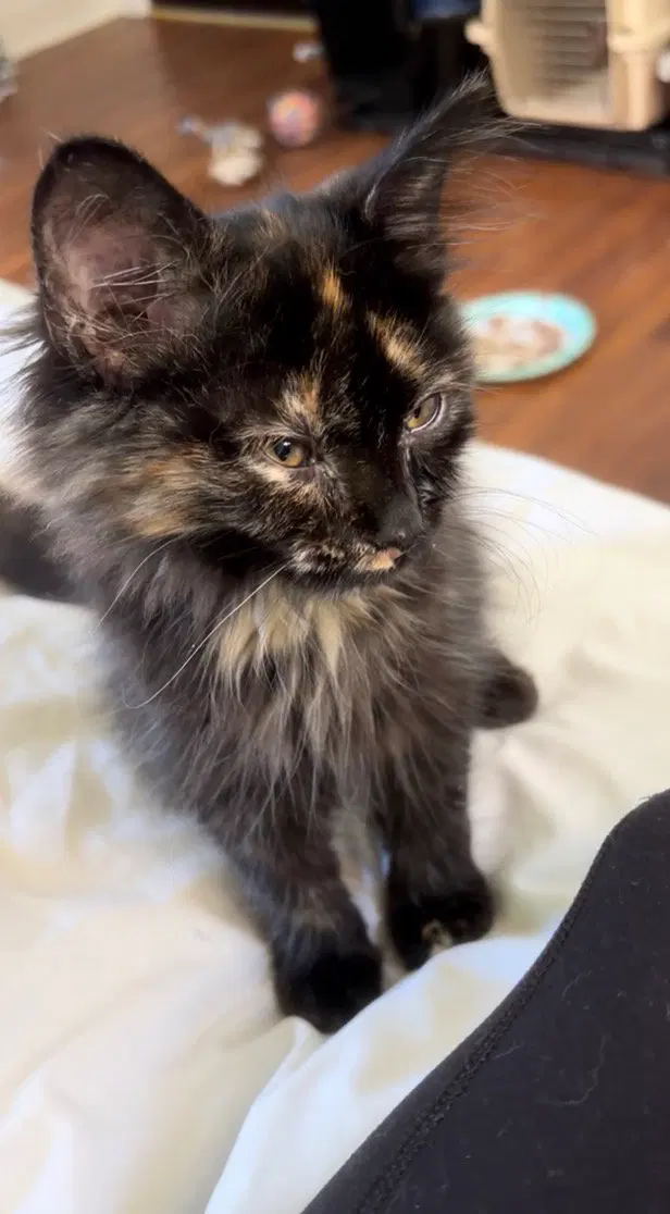 Nessie, a female kitten up for adoption