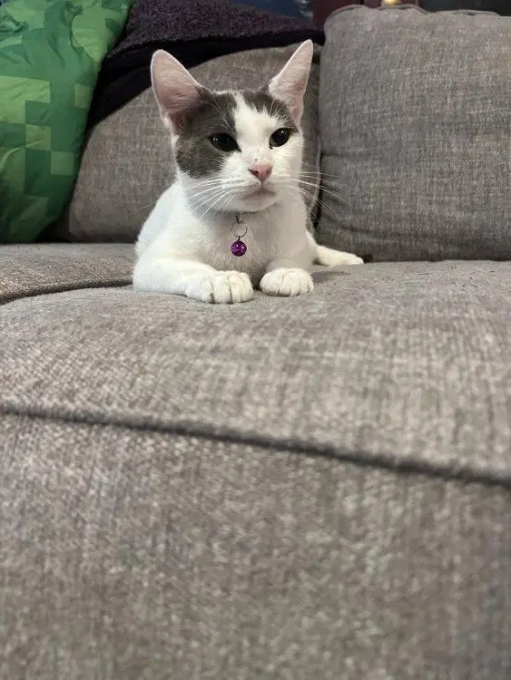 Allie Cat, photo 2