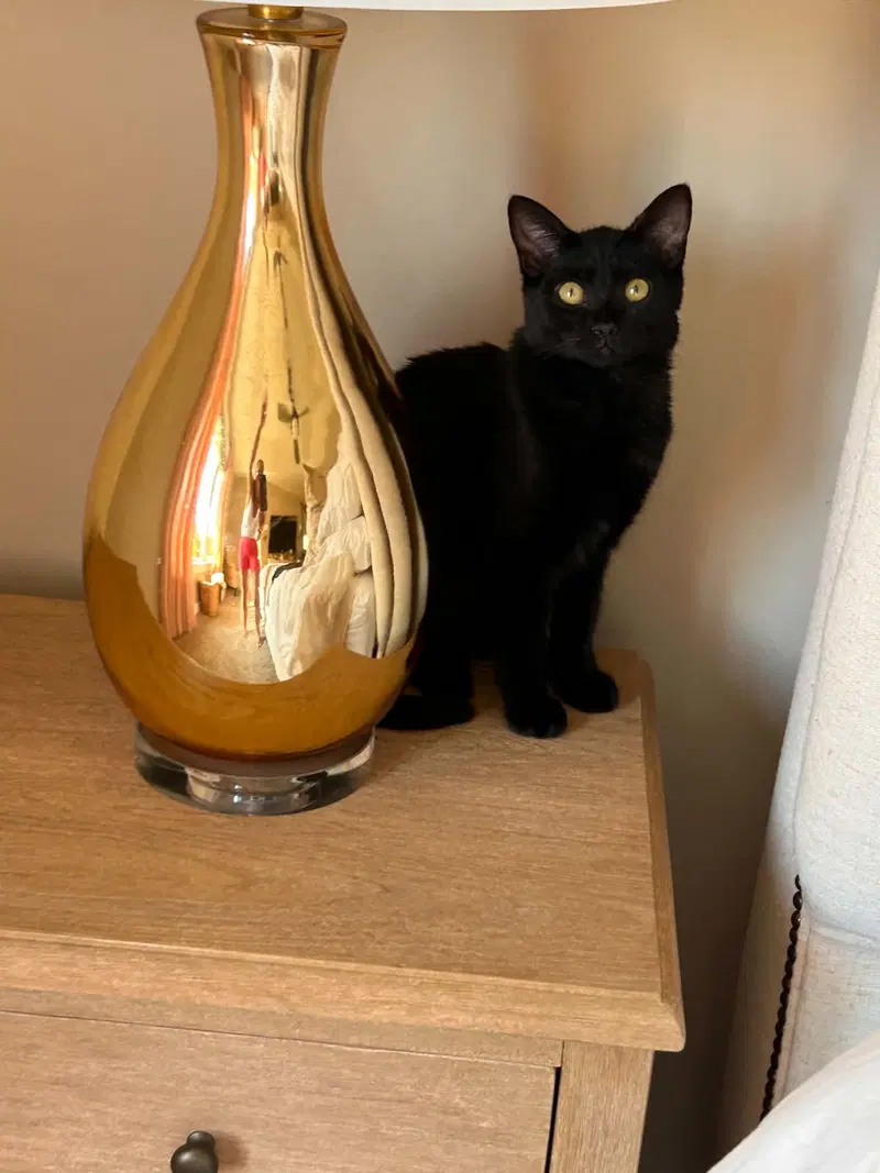 Mary Jean, a female kitten up for adoption