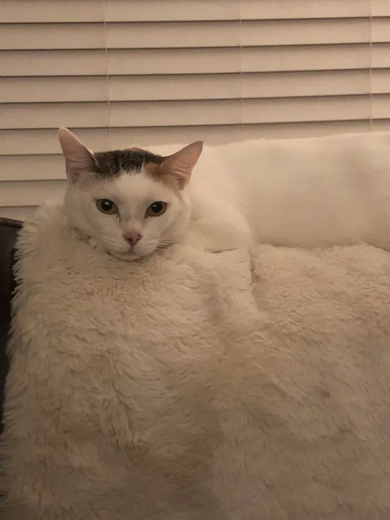 Matilda, a young female cat up for adoption