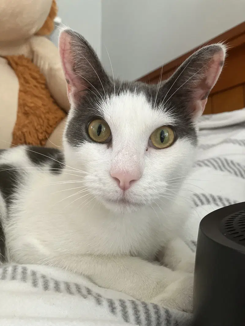 Kona, a young female cat up for adoption