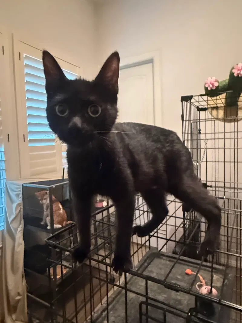 Kunani, a female kitten up for adoption