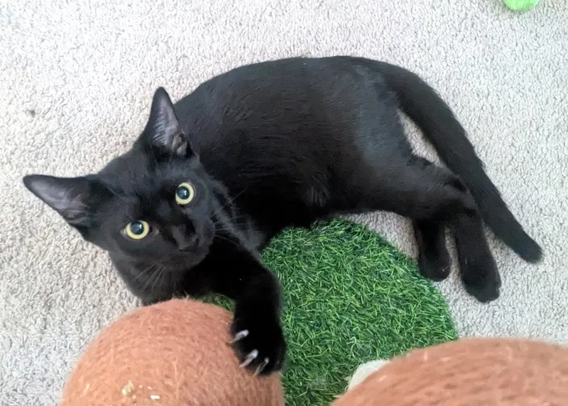 Kitten Spider, a young female cat up for adoption