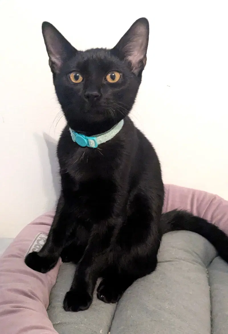 Kitten Helix, a young male cat up for adoption
