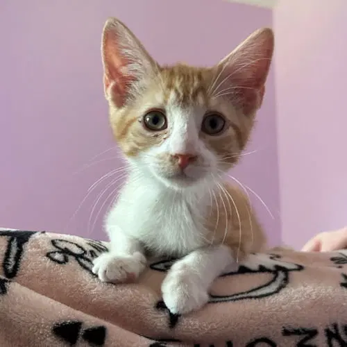 Simba, a young male Tabby cat up for adoption